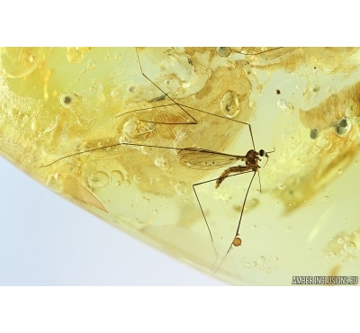 Nice Crane fly Limoniidae. Fossil inclusion Ukrainian Rovno amber #14581R
