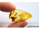Nice Crane fly Limoniidae. Fossil inclusion Ukrainian Rovno amber #14581R