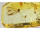 Nice Crane fly Limoniidae and More. Fossil inclusions Ukrainian Rovno amber #14582R