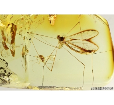 Nice Crane fly Limoniidae and More. Fossil inclusions Ukrainian Rovno amber #14582R