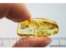 Nice Crane fly Limoniidae and More. Fossil inclusions Ukrainian Rovno amber #14582R