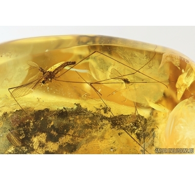 2 Crane flies Limoniidae and More. Fossil inclusions Ukrainian Rovno amber #14583R