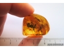 2 Crane flies Limoniidae and More. Fossil inclusions Ukrainian Rovno amber #14583R