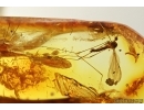 Crane fly Limoniidae and More. Fossil insects in Baltic amber #14584
