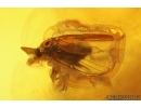 Crane fly Limoniidae and More. Fossil insects in Baltic amber #14584