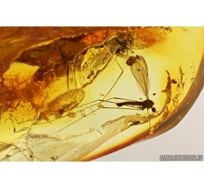 Crane fly Limoniidae and More. Fossil insects in Baltic amber #14584