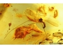 Crane fly Limoniidae and More. Fossil insects in Baltic amber #14585