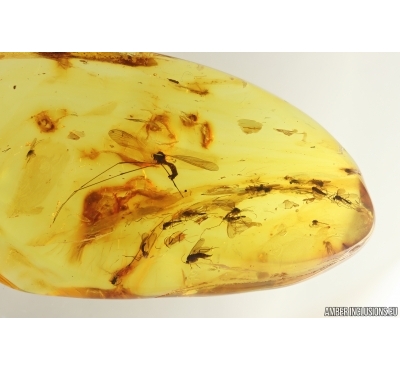 Crane fly Limoniidae and More. Fossil insects in Baltic amber #14585