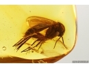 Big Fungus gnat Mycetophilidae. Fossil insect in Baltic amber #14588