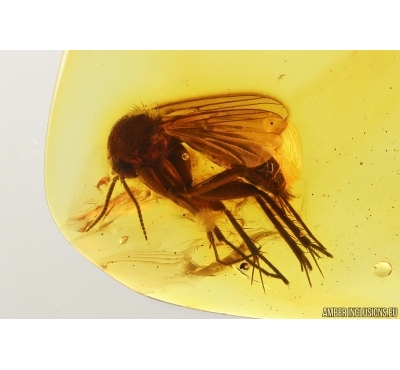 Big Fungus gnat Mycetophilidae. Fossil insect in Baltic amber #14588