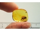 Big Fungus gnat Mycetophilidae. Fossil insect in Baltic amber #14588