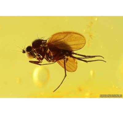 Long-legged fly Dolichopodidae. Fossil Inclusion Baltic amber #14589