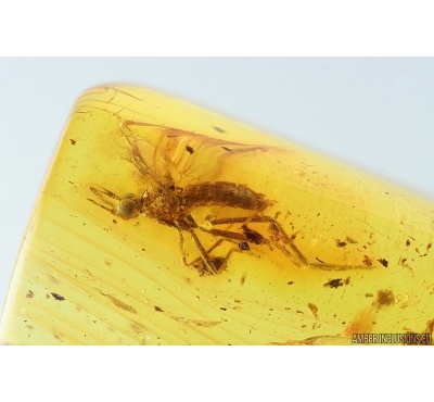 Dance fly Empidoidea. Fossil inclusion in Baltic amber #14590