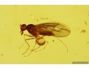Nice Dance fly Empidoidea. Fossil inclusion in Baltic amber #14592