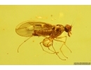 Nice Dance fly Empidoidea. Fossil inclusion in Baltic amber #14592