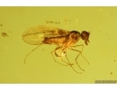 Nice Dance fly Empidoidea. Fossil inclusion in Baltic amber #14592