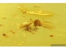 Moth fly Psychodidae and Mites Acari. Fossil inclusions Baltic amber #14594