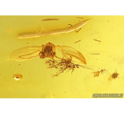 Moth fly Psychodidae and Mites Acari. Fossil inclusions Baltic amber #14594