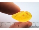 Moth fly Psychodidae and Mites Acari. Fossil inclusions Baltic amber #14594