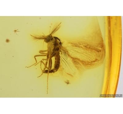 Biting midge Ceratopogonidae. Fossil insects in Baltic amber #14595