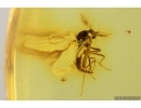 Biting midge Ceratopogonidae. Fossil insects in Baltic amber #14595
