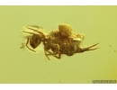 Long-legged fly Dolichopodidae and Springtail Collembola. Fossil inclusions Baltic amber #14596