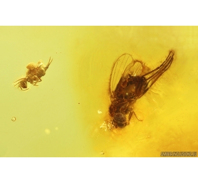 Long-legged fly Dolichopodidae and Springtail Collembola. Fossil inclusions Baltic amber #14596