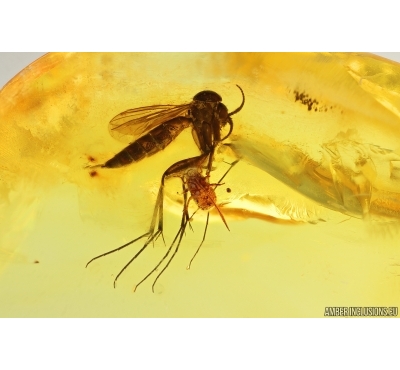 Fungus gnat Keroplatidae and Aphid Aphidoidea. Fossil inclusions Baltic amber Stone #14597