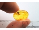 Fungus gnat Keroplatidae and Aphid Aphidoidea. Fossil inclusions Baltic amber Stone #14597