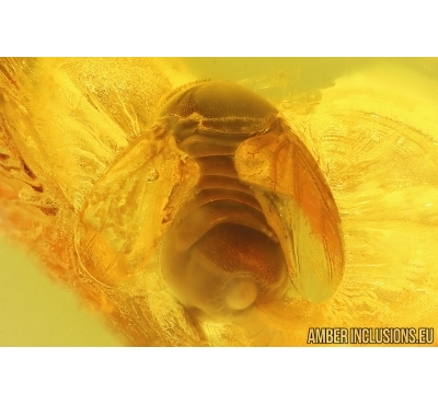 Scuttle Fly Phoridae. Fossil insect in Baltic amber stone #14598