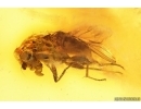 Muscoid fly Acalyptratae. Fossil insect Baltic amber #14599