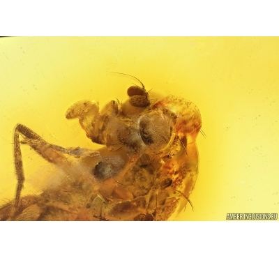 Muscoid fly Acalyptratae. Fossil insect Baltic amber #14599