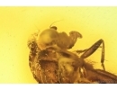 Muscoid fly Acalyptratae. Fossil insect Baltic amber #14599