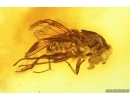 Muscoid fly Acalyptratae. Fossil insect Baltic amber #14599
