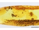Spider Araneae and More. Fossil inclusions Baltic amber #14603