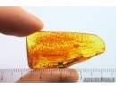 Nice 17mm Amber Drop Stalactite. Fossil inclusion in Baltic amber #14605