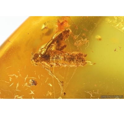Plant in spider Web and Dark-Winged fungus gnats Sciaridae. Fossil inclusions Baltic amber #14612