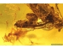 Plant in spider Web and Dark-Winged fungus gnats Sciaridae. Fossil inclusions Baltic amber #14612
