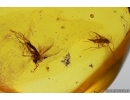 Plant in spider Web and Dark-Winged fungus gnats Sciaridae. Fossil inclusions Baltic amber #14612