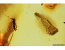 Plant and Wasp. Fossil inclusions in Baltic amber stone with natural hole #14613