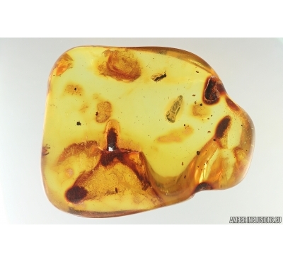 Plant and Wasp. Fossil inclusions in Baltic amber stone with natural hole #14613