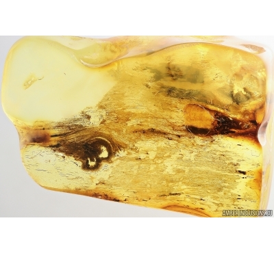 Plant . Fossil inclusion in Baltic amber #14614