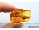 Plant . Fossil inclusion in Baltic amber #14614