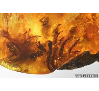 Plant with fungi Fossil inclusion in Baltic amber stone #14615