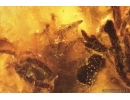 Plant with fungi Fossil inclusion in Baltic amber stone #14615