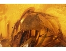 Plant with fungi Fossil inclusion in Baltic amber stone #14615