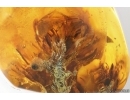 Plant with fungi Fossil inclusion in Baltic amber stone #14615