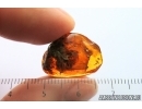 Plant with fungi Fossil inclusion in Baltic amber stone #14615