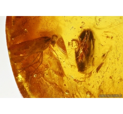 Moss and More. Fossil inclusions Baltic amber #14616