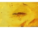Moss and More. Fossil inclusions Baltic amber #14616